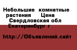 Небольшие  комнатные  растения . › Цена ­ 50 - Свердловская обл., Екатеринбург г.  »    